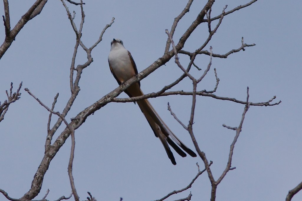 Scissor-tailed Flycatcher 2013-10-12.jpg